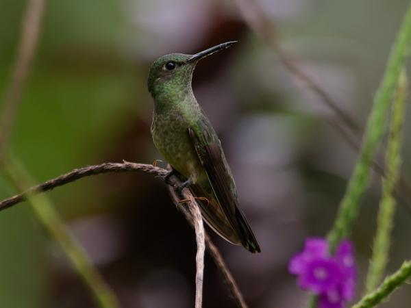 <h3><a href="/trips/costa-rica/biota/animalia/chordata/aves/033 apodiformes/004 trochilidae/heliodoxa jacula/heliodoxa jacula-nl.html">Heliodoxa&nbsp;jacula</a> / Green‑crowned&nbsp;brilliant / Groenkruinbriljantkolibrie</h3>OM-1 met M.300mm F4.0 + MC-14, 1/800 sec  bij F5.6, ISO 2500, afstand 8.64&nbsp;m